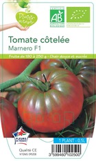 Tomate marnero f1 -plant ab en  pot 0.5 l-plante du jardin
