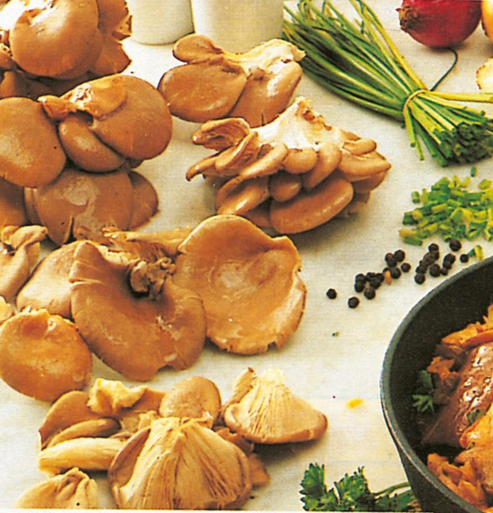 Champignons pleurotes en huitre - le kit