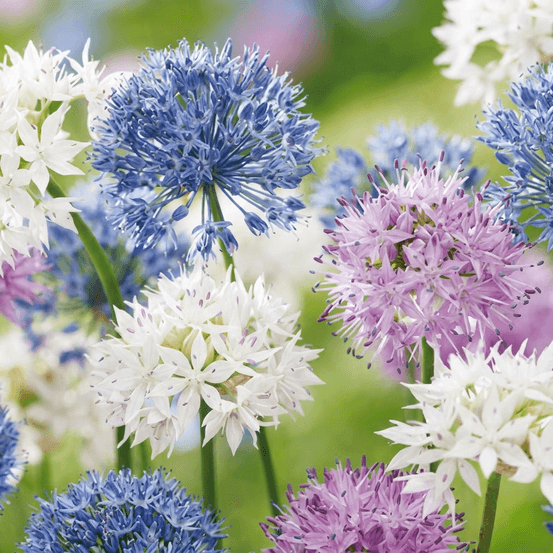 Ail d'ornement 'buzzing beauties' (allium) - floraison estivale - calibre 6/7 - 30 bulbes