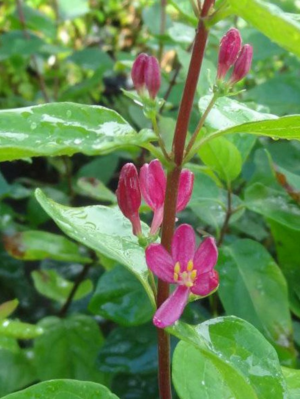 Chèvrefeuille de tartarie 'hack's red' pot de 3l/4l