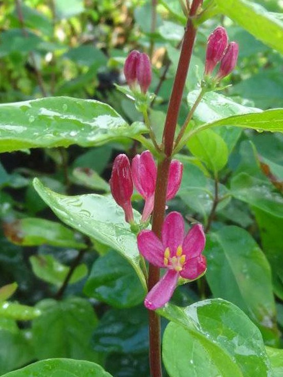 Chèvrefeuille de tartarie 'hack's red' pot de 3l/4l