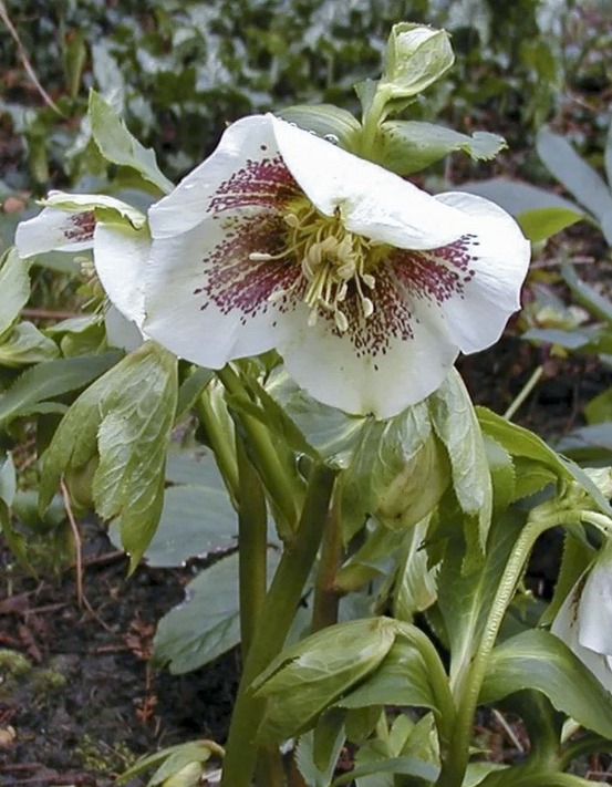 Hellébore orientale 'guttatus' pot de 2l/3l