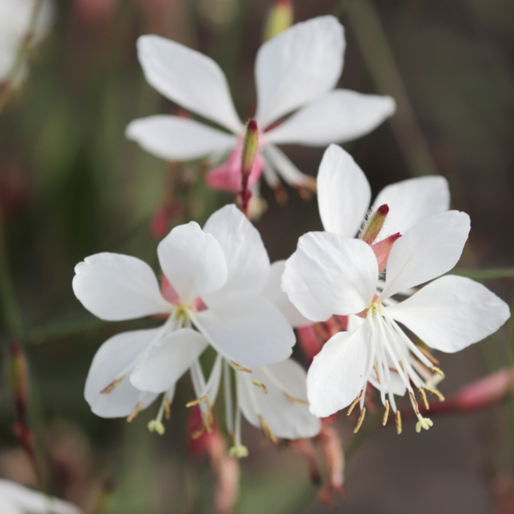 Gaura lindheimeri blanche snowstorm - 30/40 cm godet de 9 cm