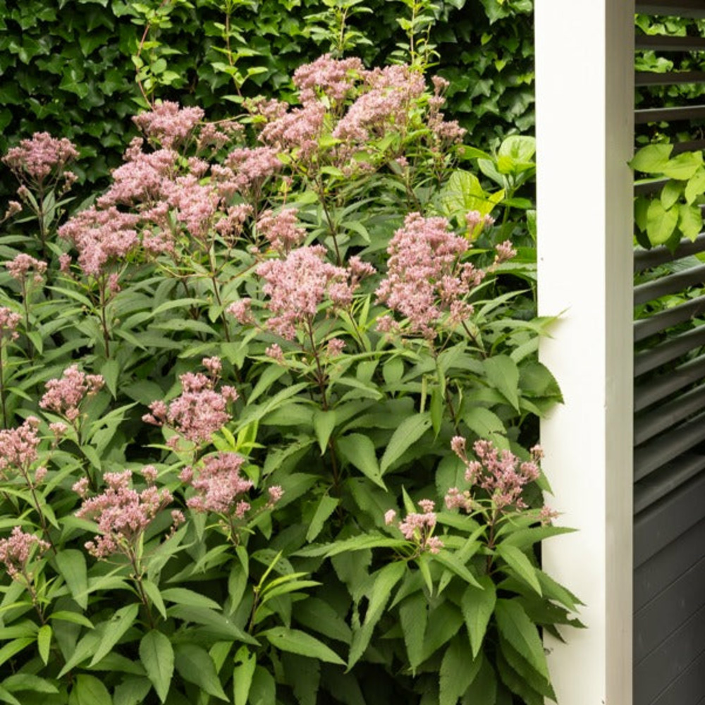 Eupatoire maculée atropurpureum - le pot / ø 9cm