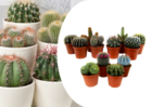 Mini cactus - mélange de 12 pièces - pot 5.5cm - hauteur 5-10cm