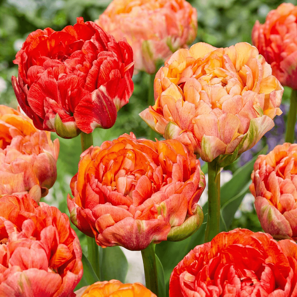 Tulipe 'gudoshnik' double (tulipa) - floraison printanière - calibre 11/12 - 96 bulbes