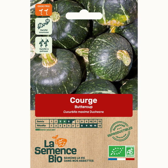 Courge buttercup - graines bio