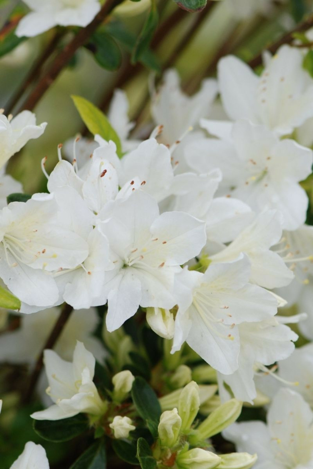Azalée du japon 'schneewittchen' - en pot de 3 litres