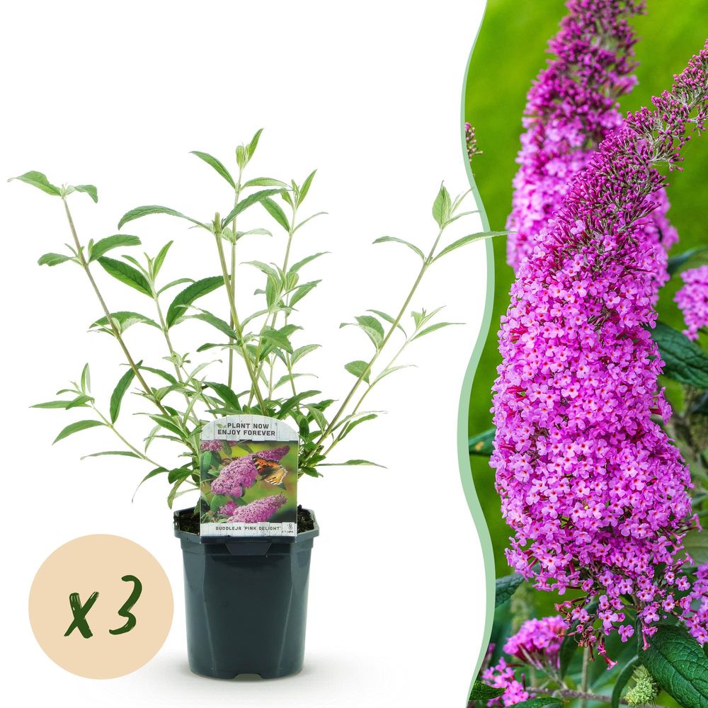 Arbre aux papillons 'pink delight' - lot de 3 - pot 17 cm - hauteur 25 cm - plante d'extérieur