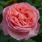 Rosier buisson rose 'Mademoiselle Meilland®' Meinostair : en motte