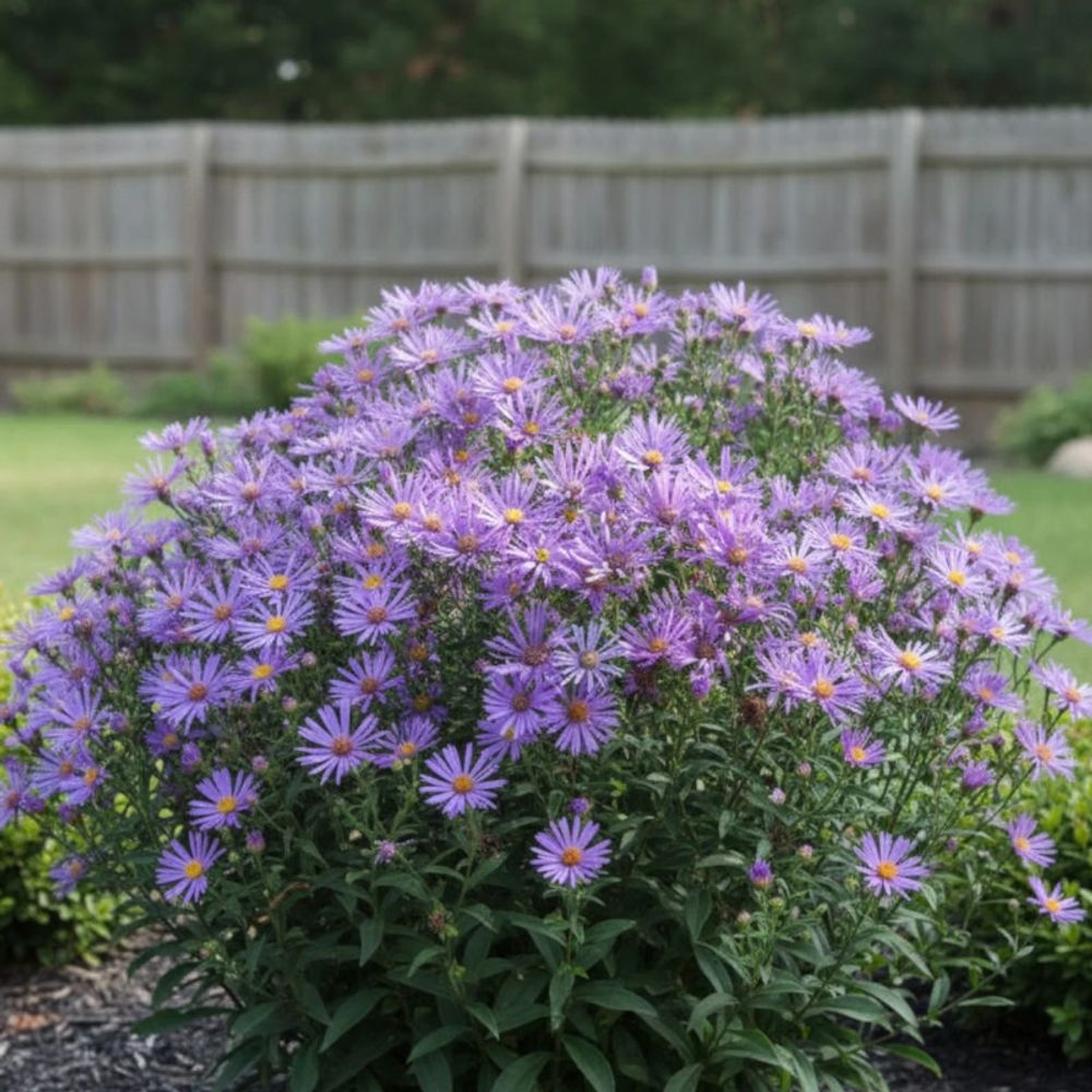 Aster d'été veilchenkönigin lot de 9 godets
