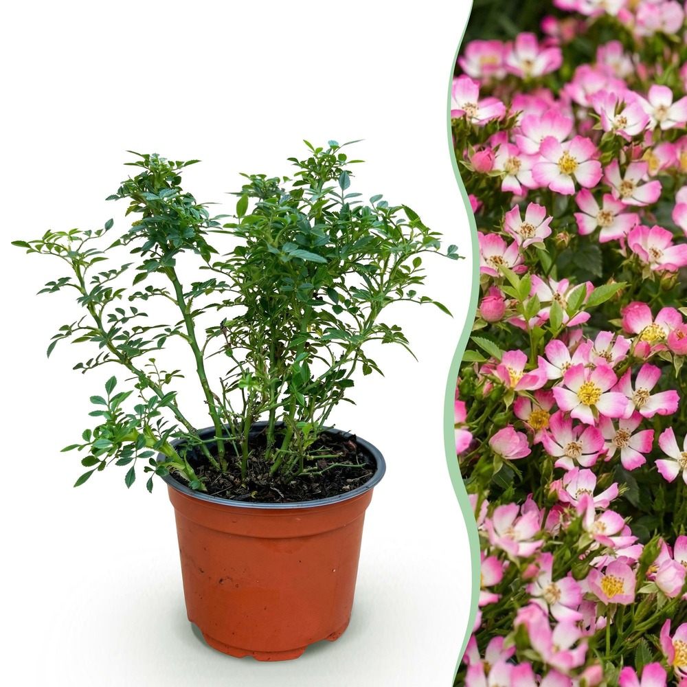 Rosier 'cutie pie' - pot 12 cm - hauteur 20 cm