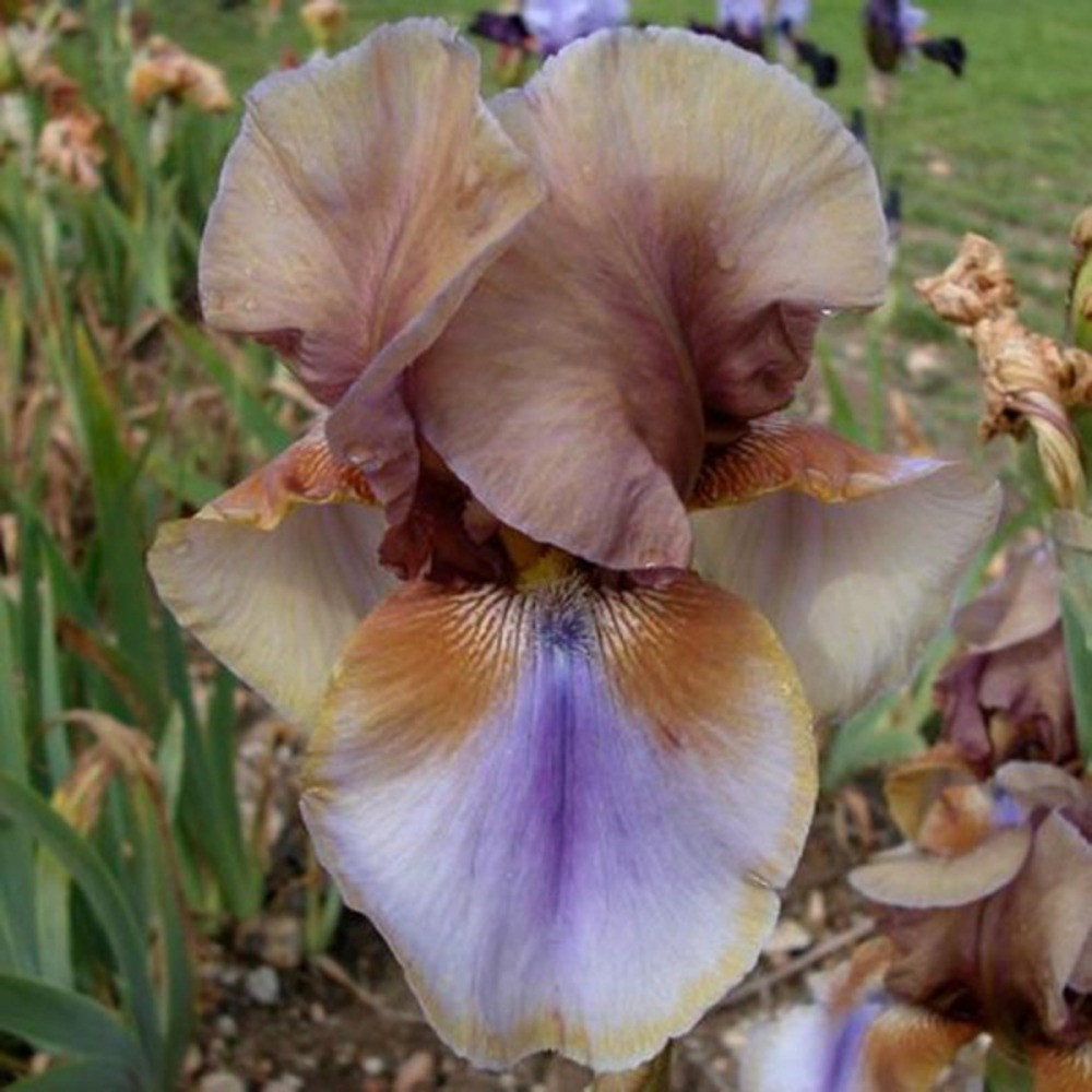 Iris des jardins 'burnt toffee' godet de 8/9 cm