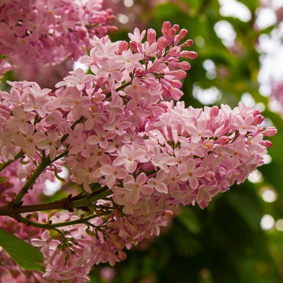 Lilas des indes 'petit pink' (lagerstroemia indica 'petite pink')