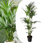 Kentia palmier xxl - howea forsteriana - plante verte interieur vivante - purifiante - pot 24cm - hauteur 150-170cm