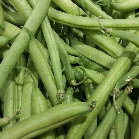 Graines de haricot nain filet mangetout maxi - sans traitement boite