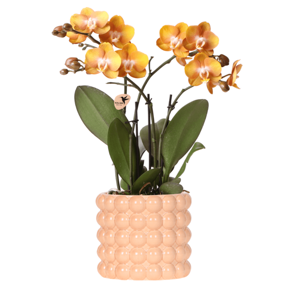 Orchidée phalaenopsis 'las vegas' orange et jaune + cache-pot poppy pêche - pot de 12cm - plantes d'intérieur
