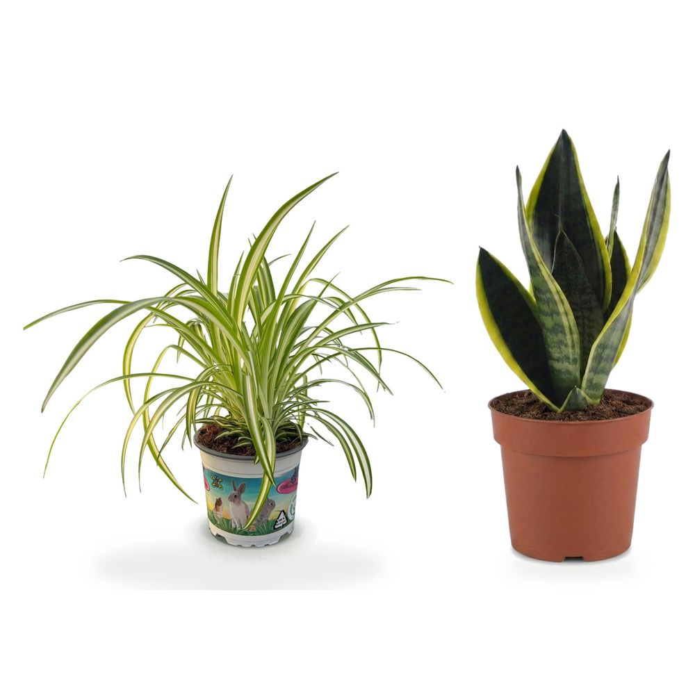 Duo facile à vivre — sansevieria future superb & chlorophytum comosum variegatum