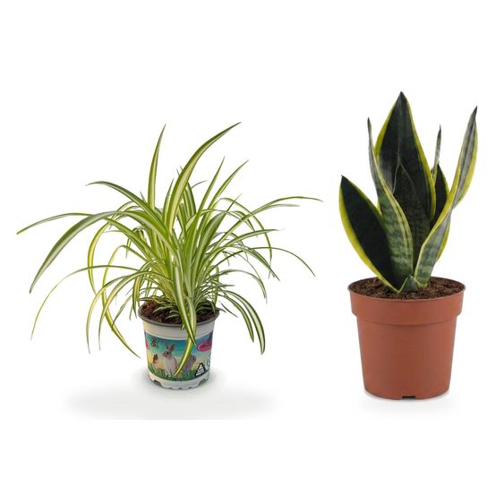 Duo facile à vivre — sansevieria future superb & chlorophytum comosum variegatum
