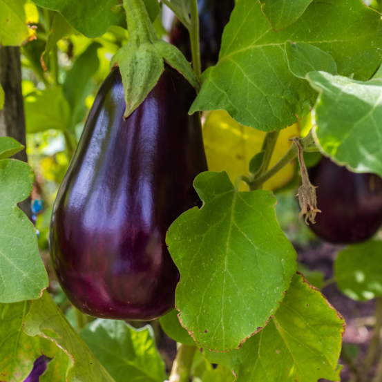 Plant aubergine zebre violet rania en pot