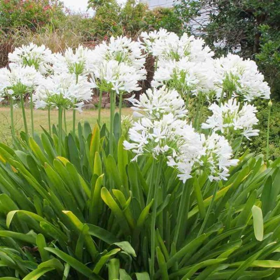 Agapanthus africanus blanche (agapanthe) pot de 3 litres - 20/30cm