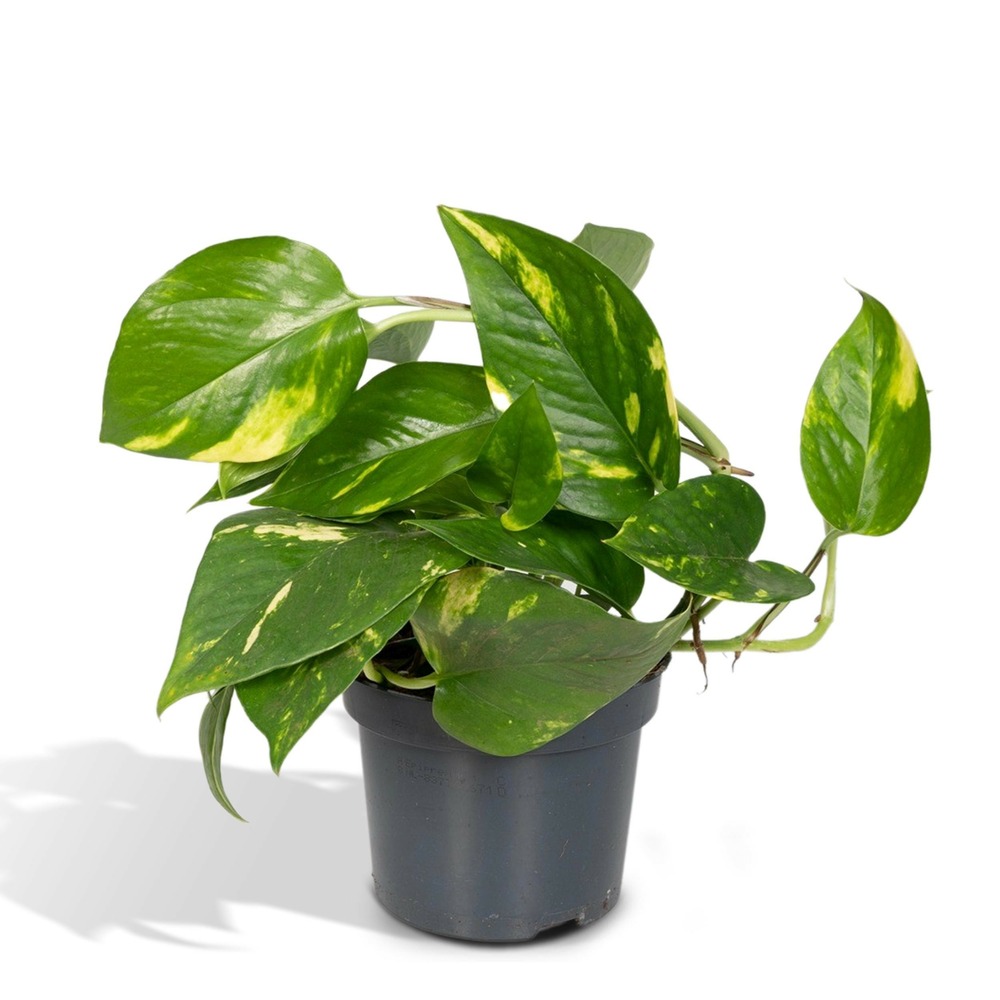 Epipremnum pinnatum une variante:4x epipremnum aureum - scindapsus - 20cm - ø12