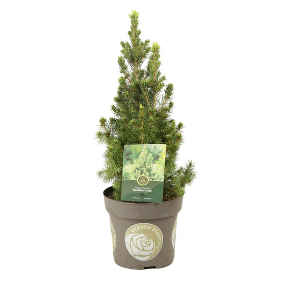 Épicéa blanc rainbows end - picea glauca rainbows end 20/30cm pot 2,5l