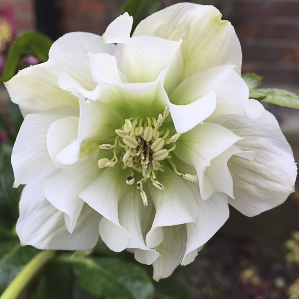 Hellébore 'double white' pot de 2l/3l