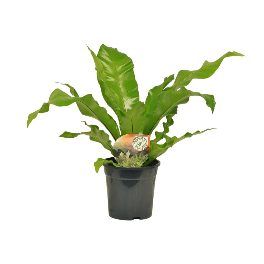 Asplenium nidus - ø17cm - ↕60cm - plantes d'intérieur