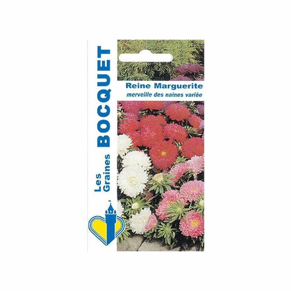 Reine marguerite merveille des naines variée