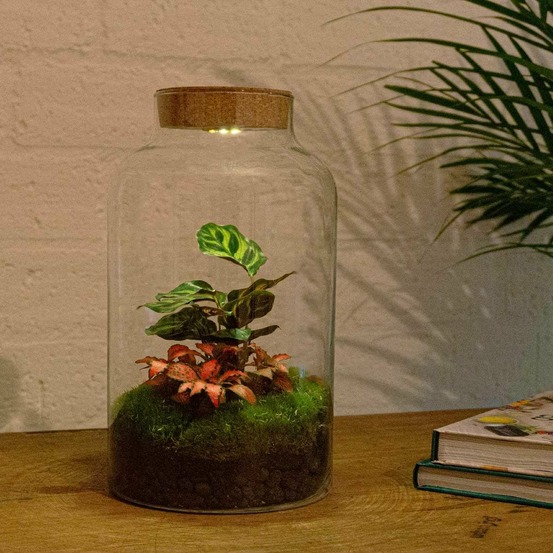 Kit terrarium diy - mila avec led calathea + fittonia - sans outil
