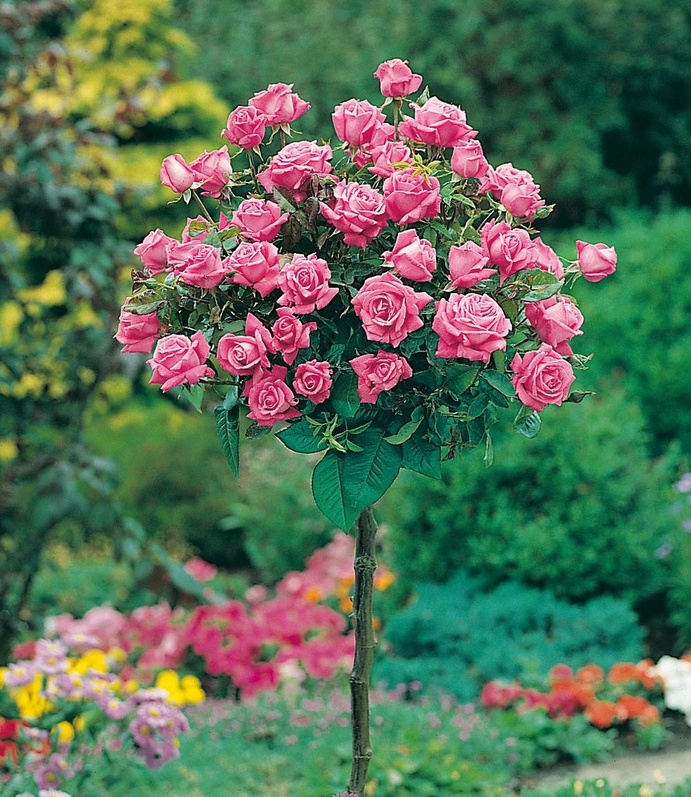 Rosier tige carina - le rosier