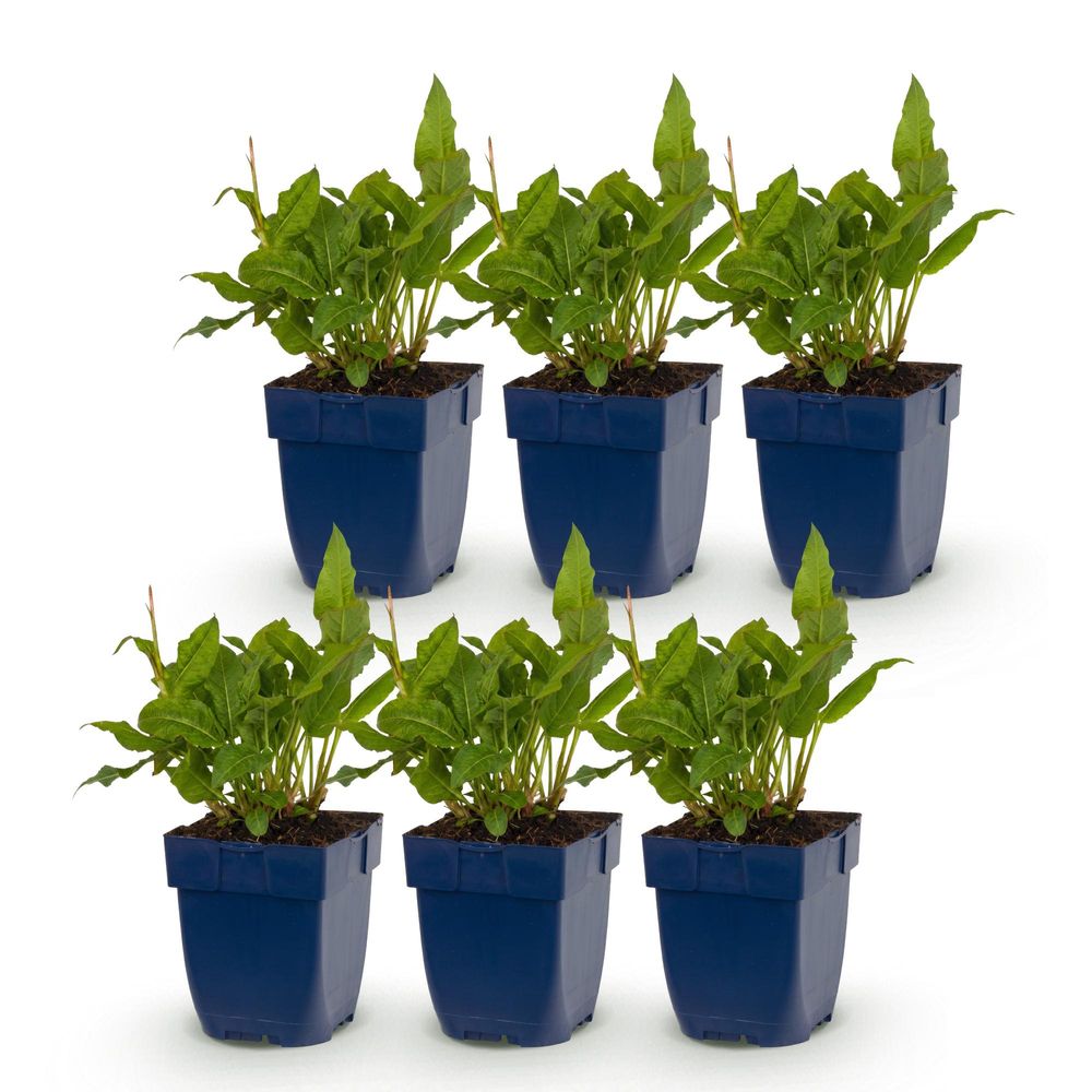 Renouée 'rosea' - lot de 6 - pot 11 cm - hauteur 25 cm - plante d'extérieur