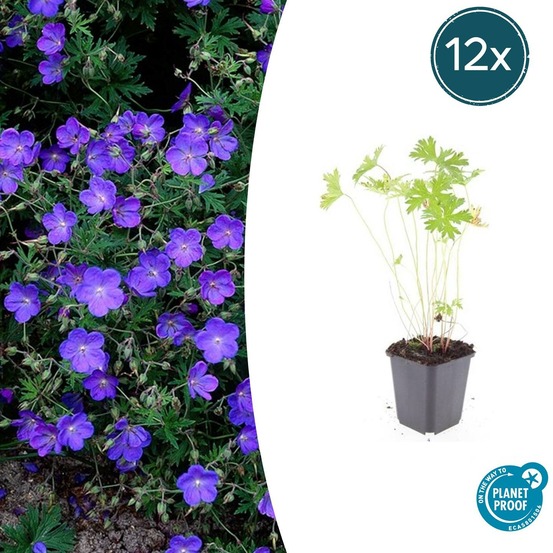 Géranium vivace 'johnson's blue' x12 – entre 0,75 et 1m2