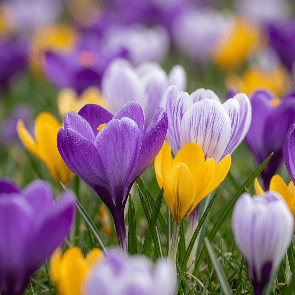 Crocus botaniques en mélange (crocus) - calibre 5/6 - 100 bulbes