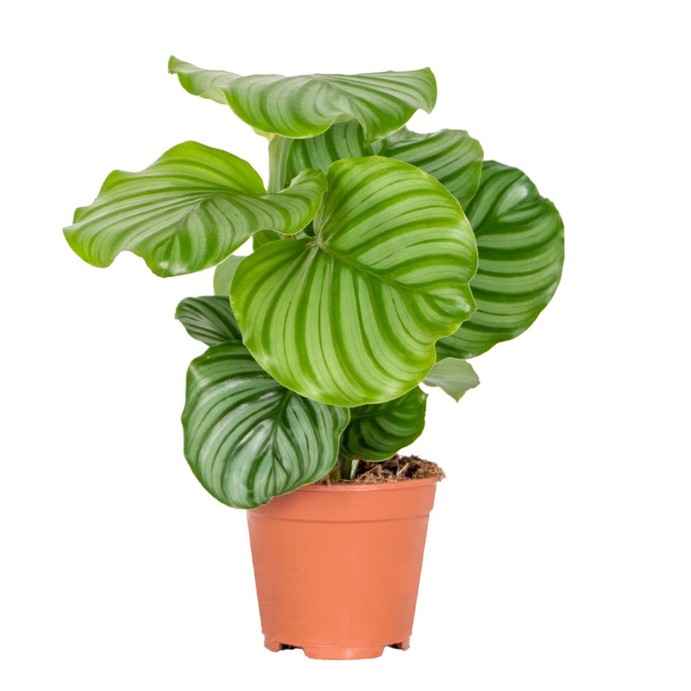 Calathea orbifolia - plante paon - plante d’intérieur - dépolluante - 40-50 cm de haut - pot 14 cm