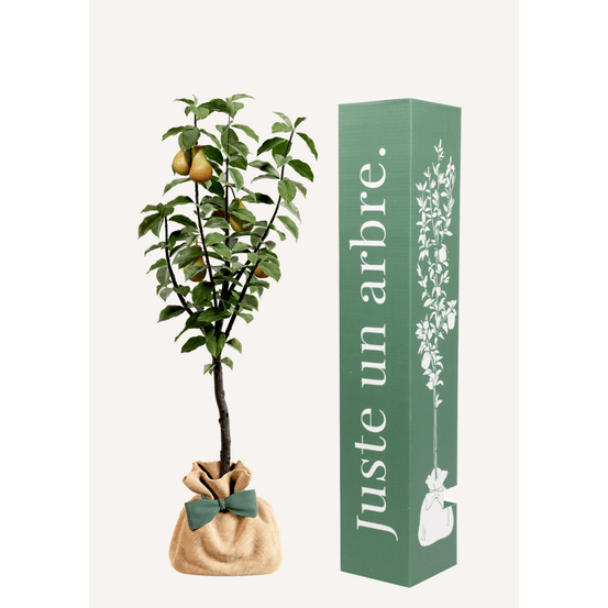 Poirier conférence | arbre cadeau naissance, mariage, baptême, anniversaire - cadeau naturel qui dure toute la vie.