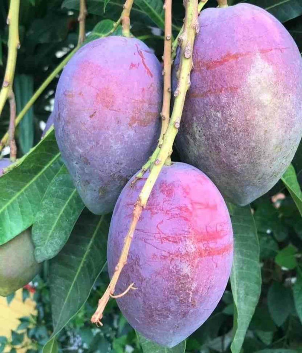 Manguier : mangifera indica var.irwin- pot de 25l - 140/160cm