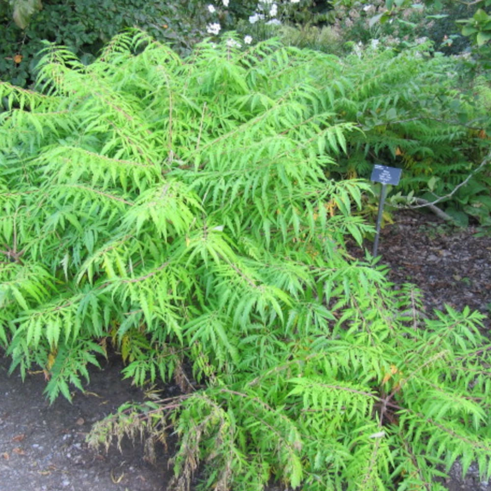 Sumac de virginie dissecta, rhus pot de 5l - touffe