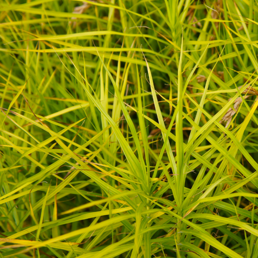 Laîche palmée - carex muskingumensis 50/60 cm pot 3l