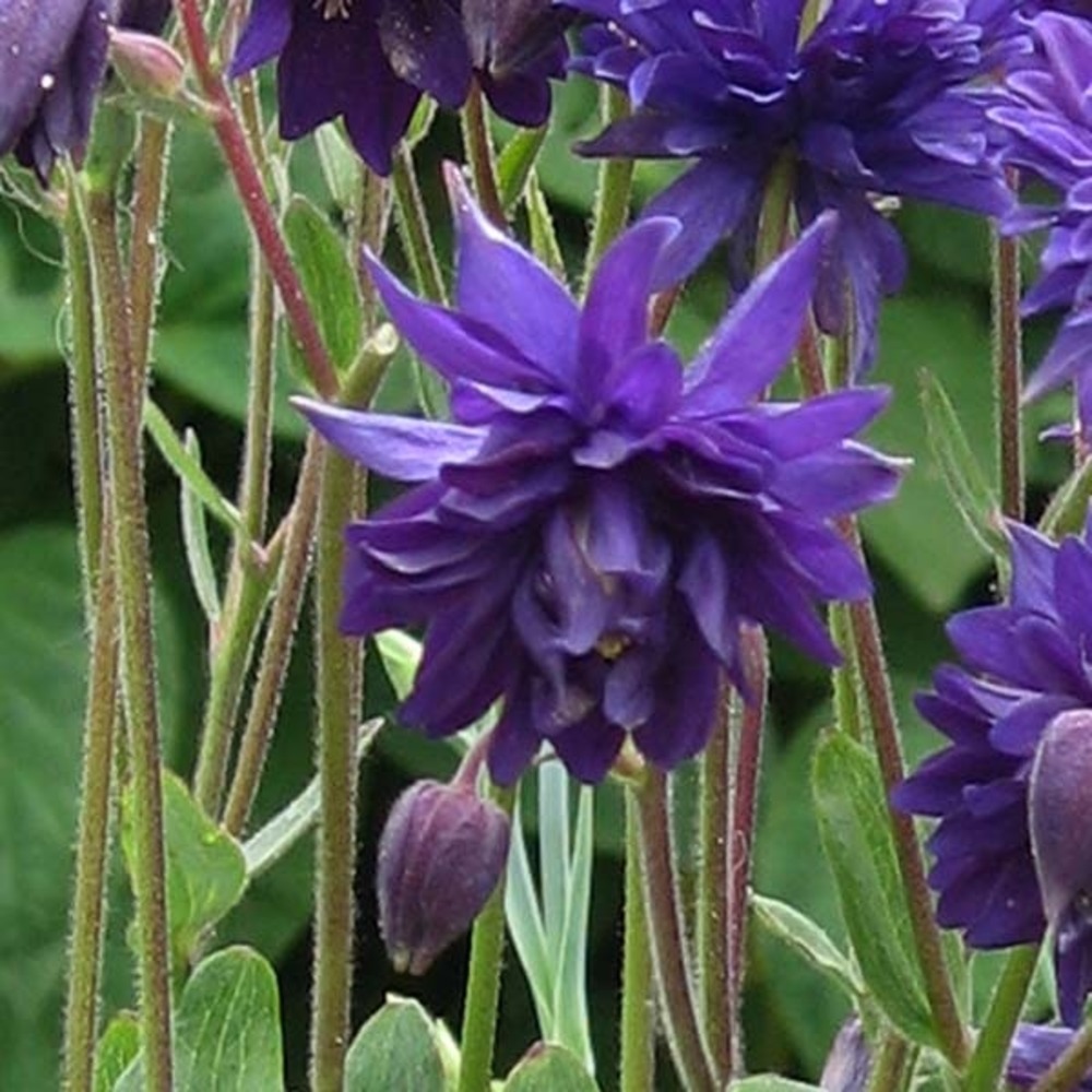 Ancolie des jardins 'blue barlow' godet de 8/9 cm