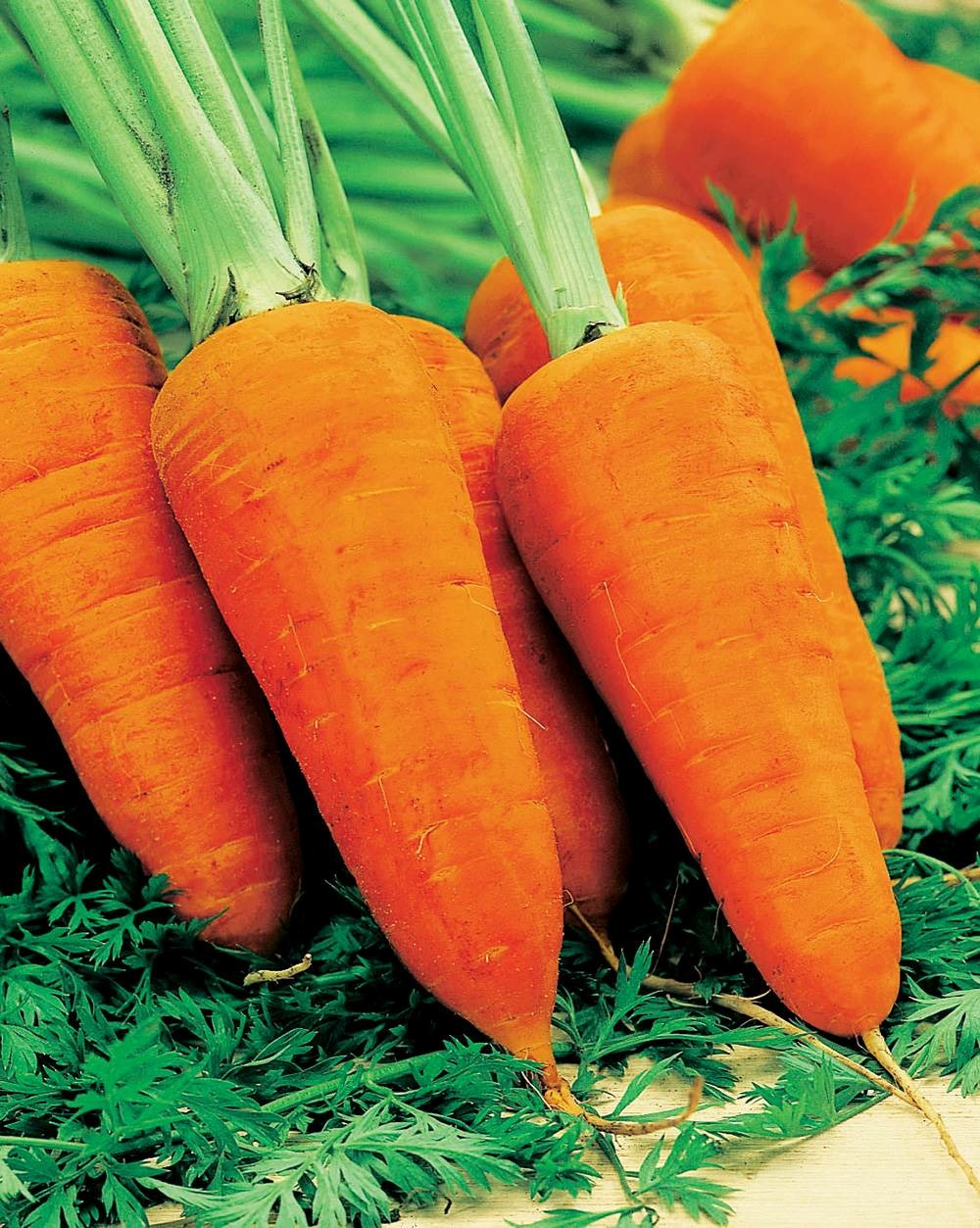 Carotte chantenay 2 a coeur rouge - 5 g