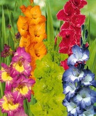50 glaïeuls pour un jardin multicolore en mélange, le sachet de 50 bulbes / circonférence 12-14cm