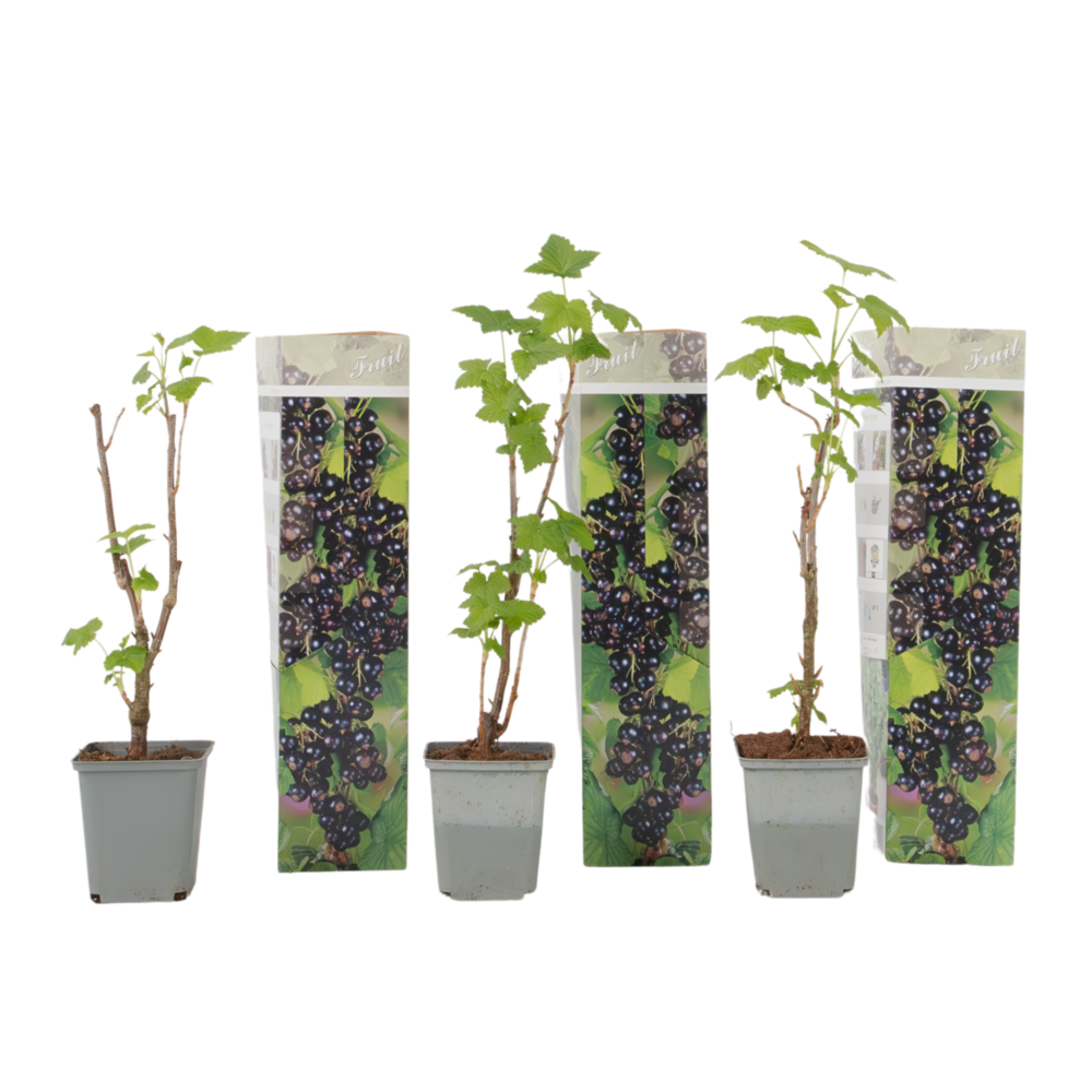 Cassissier - lot de 3 - ribes nigrum - hauteur 25-40cm - ⌀9cm