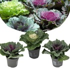 Brassica oleracea - set de 3 - chou ornemental - feuilles décoratives - pot de 10.5 cm - hauteur de 10-20cm