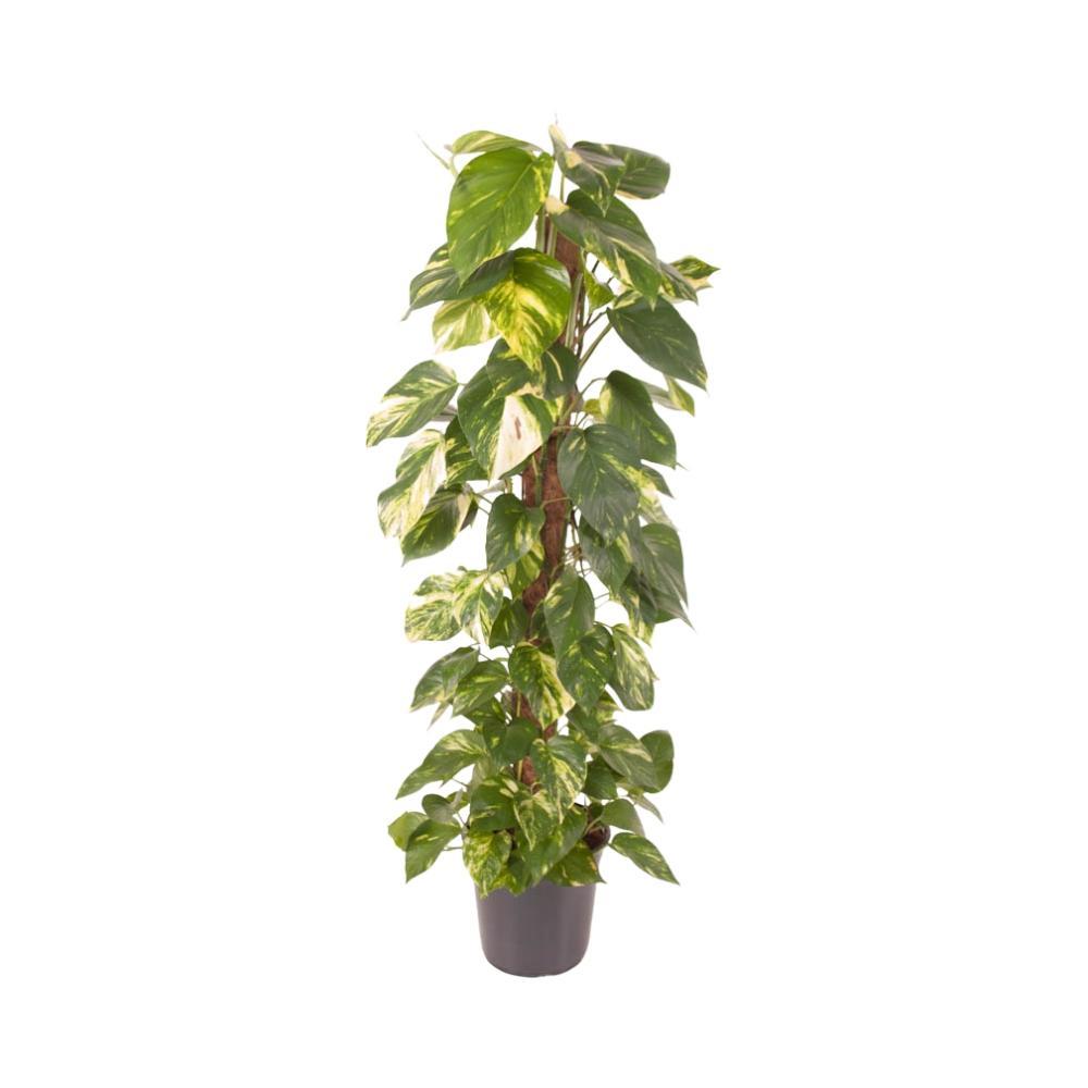 Plante d'intérieur - epipremnum pinnatum 120.0cm