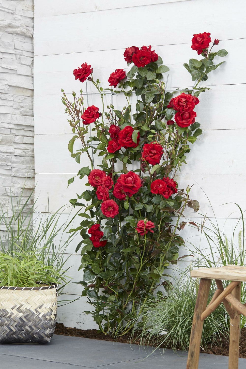 Rosa crazy in love 'rouge' - rose rouge - h65 cm - ø15 cm