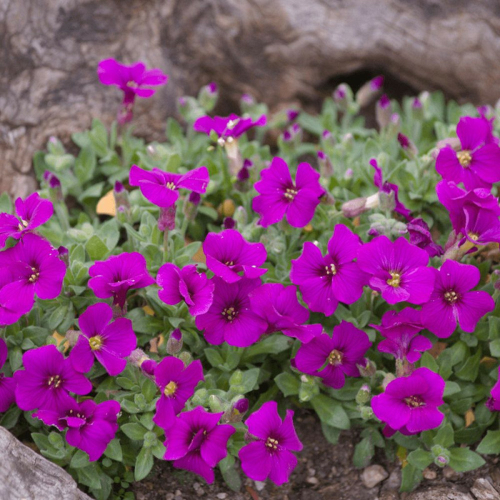Aubriète royal red godet - 5/20 cm