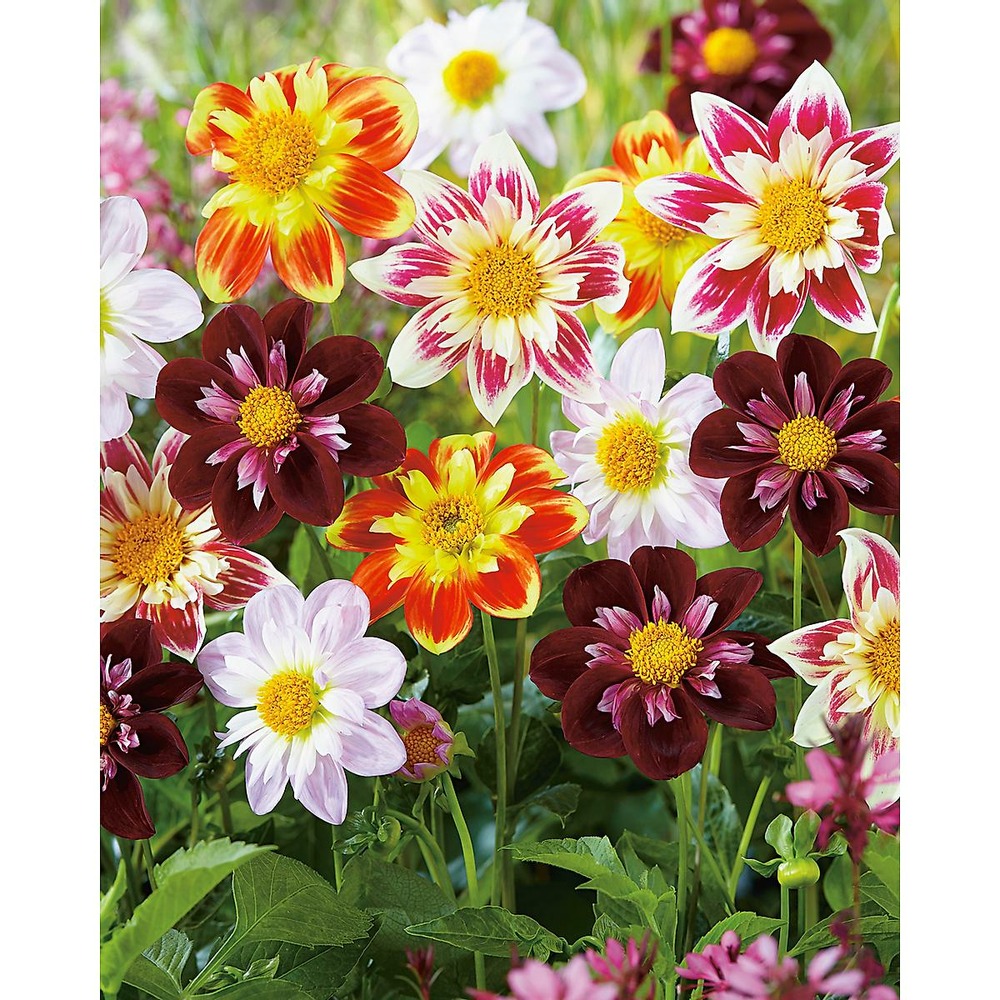 Melange 5 dahlias collerettes