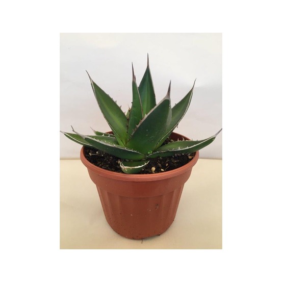 Agave à la craie pot de 12 cm / 13 cm